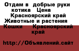 Отдам в “добрые руки“ котика › Цена ­ 10 - Красноярский край Животные и растения » Кошки   . Красноярский край